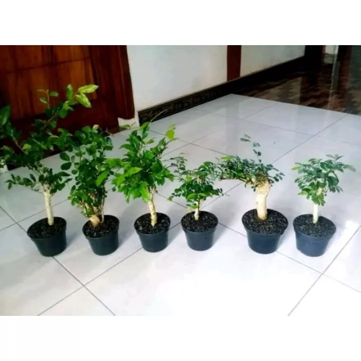 Detail Mame Bonsai Serut Nomer 41