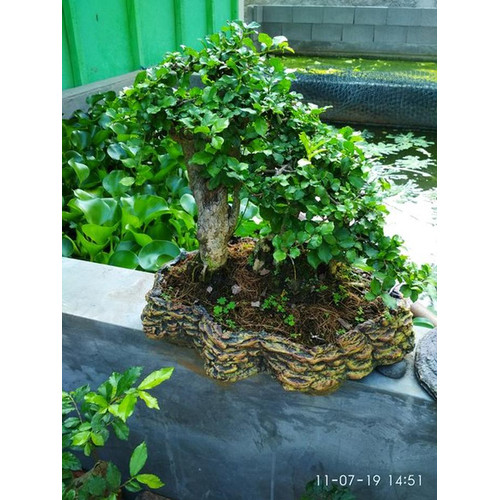 Detail Mame Bonsai Serut Nomer 44