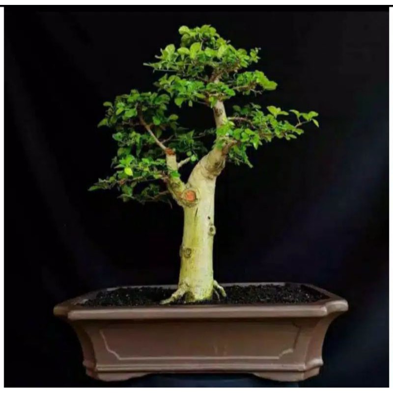 Detail Mame Bonsai Serut Nomer 45