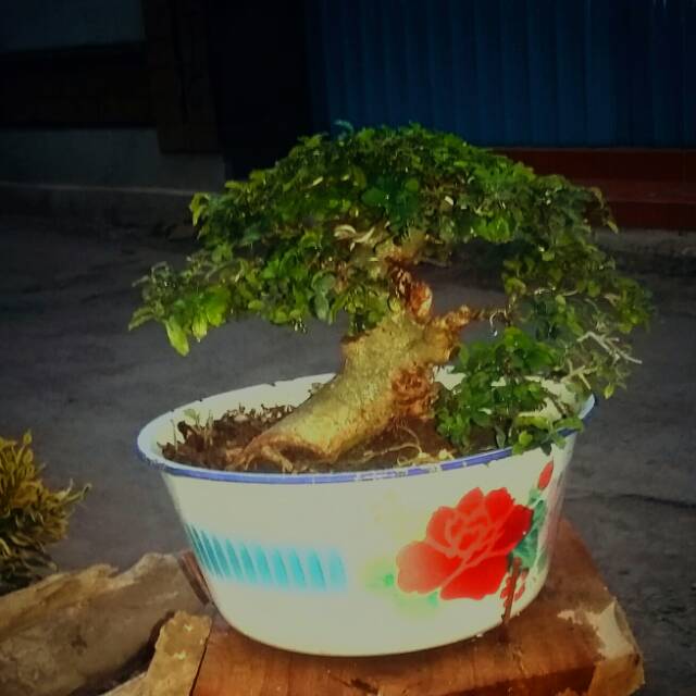 Detail Mame Bonsai Serut Nomer 6