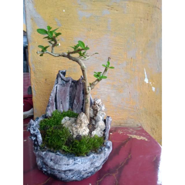 Detail Mame Bonsai Serut Nomer 48