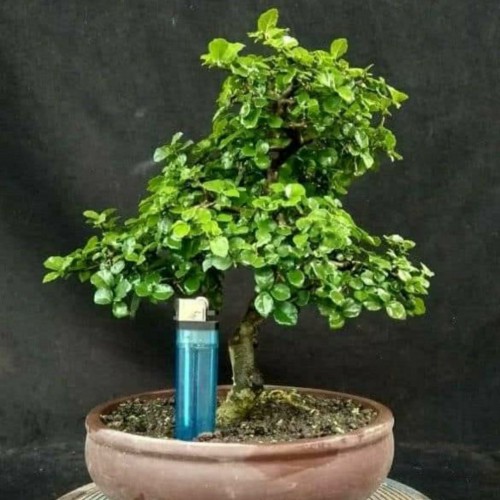 Detail Mame Bonsai Serut Nomer 51