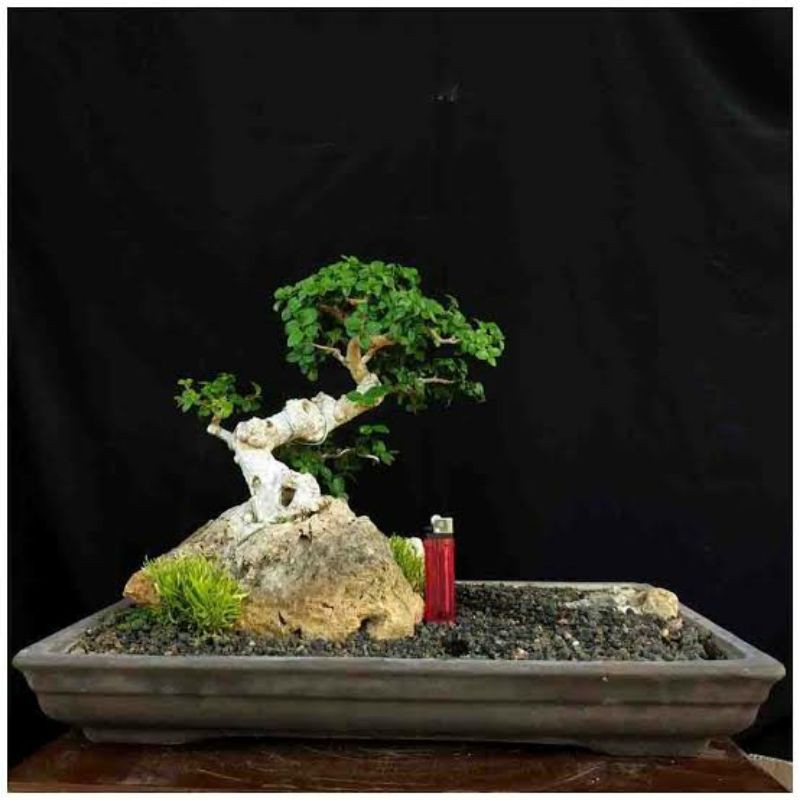 Detail Mame Bonsai Serut Nomer 8