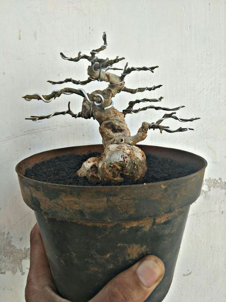 Detail Mame Bonsai Serut Nomer 9