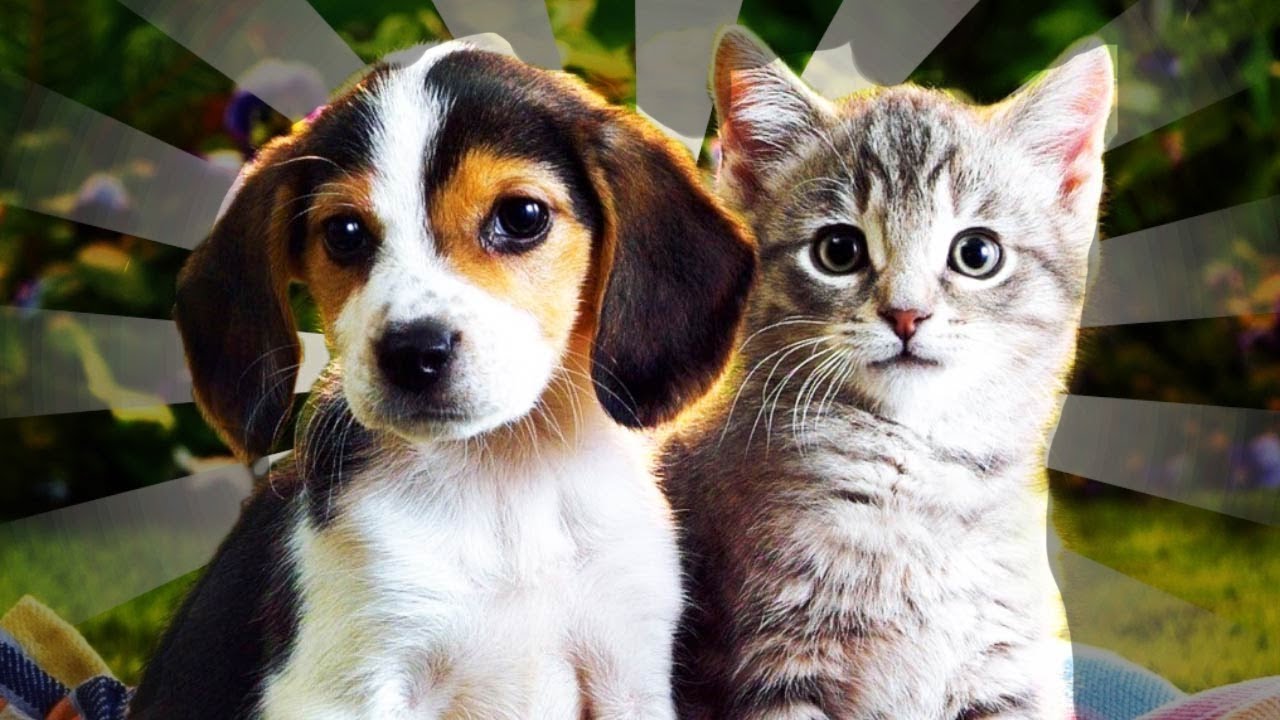 Detail Persahabatan Anjing Dan Kucing Nomer 15