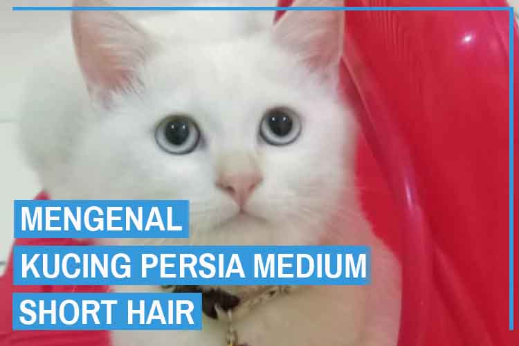 Persia Medium Short Hair - KibrisPDR
