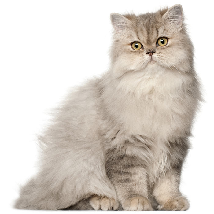 Detail Persian Medium Cat Nomer 5