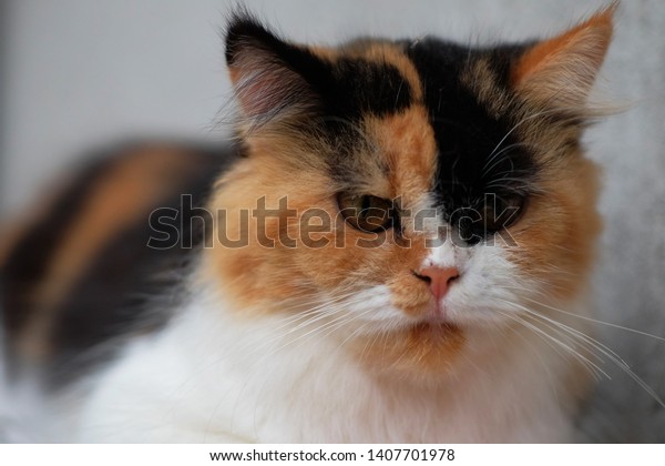 Detail Persian Medium Cat Nomer 48