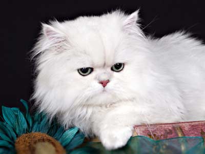 Detail Persian Medium Cat Nomer 51