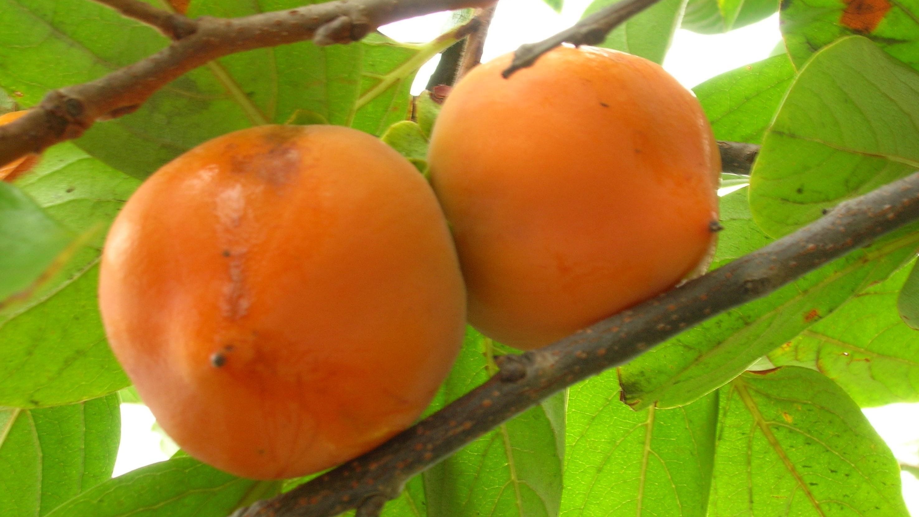 Detail Persimmon Fruit Images Nomer 30