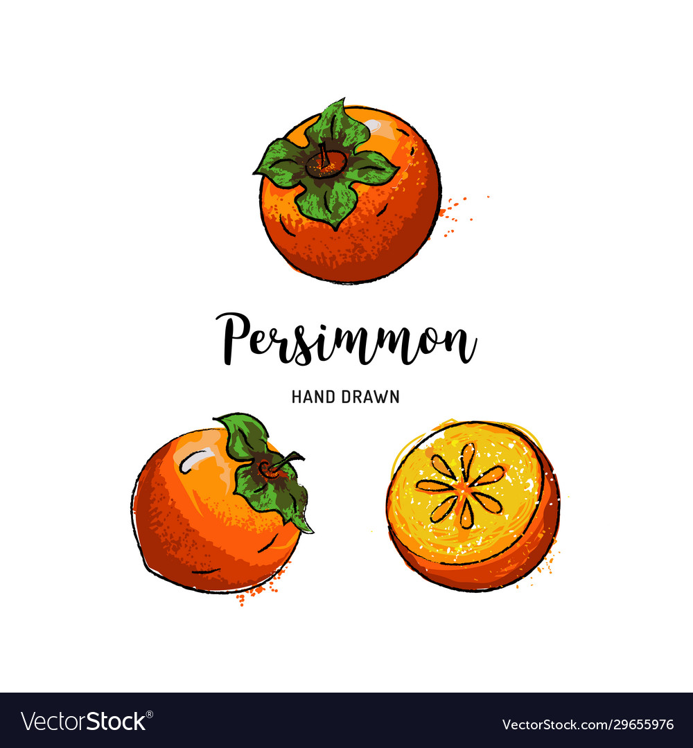 Detail Persimmon Fruit Images Nomer 43