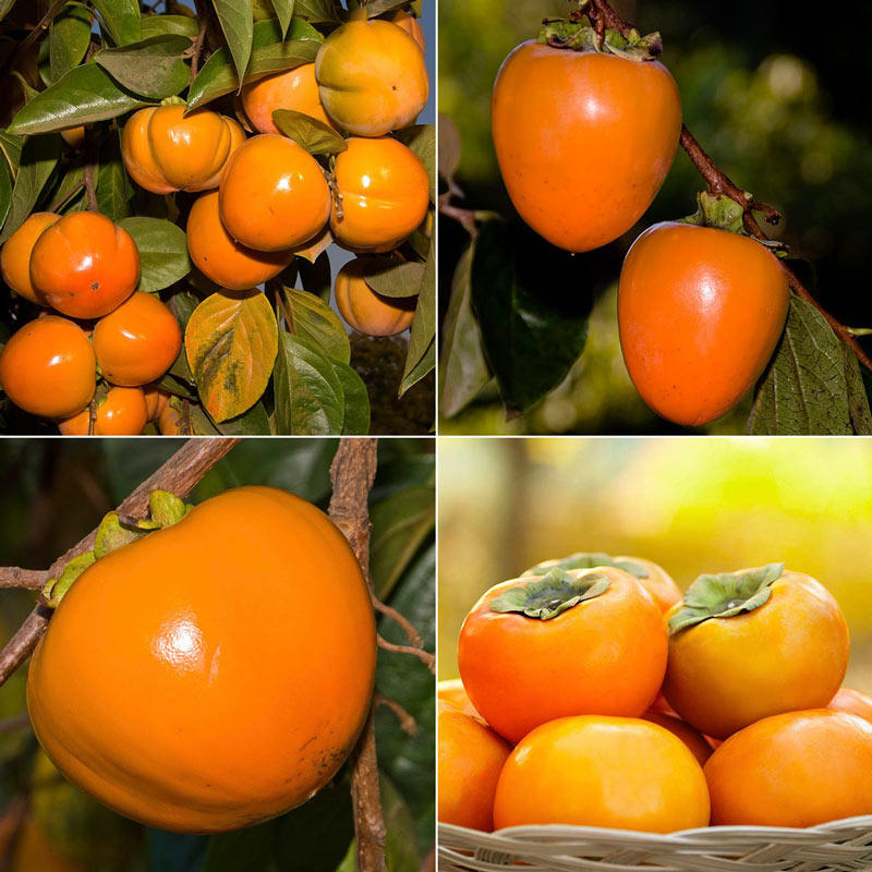 Detail Persimmon Fruit Images Nomer 50