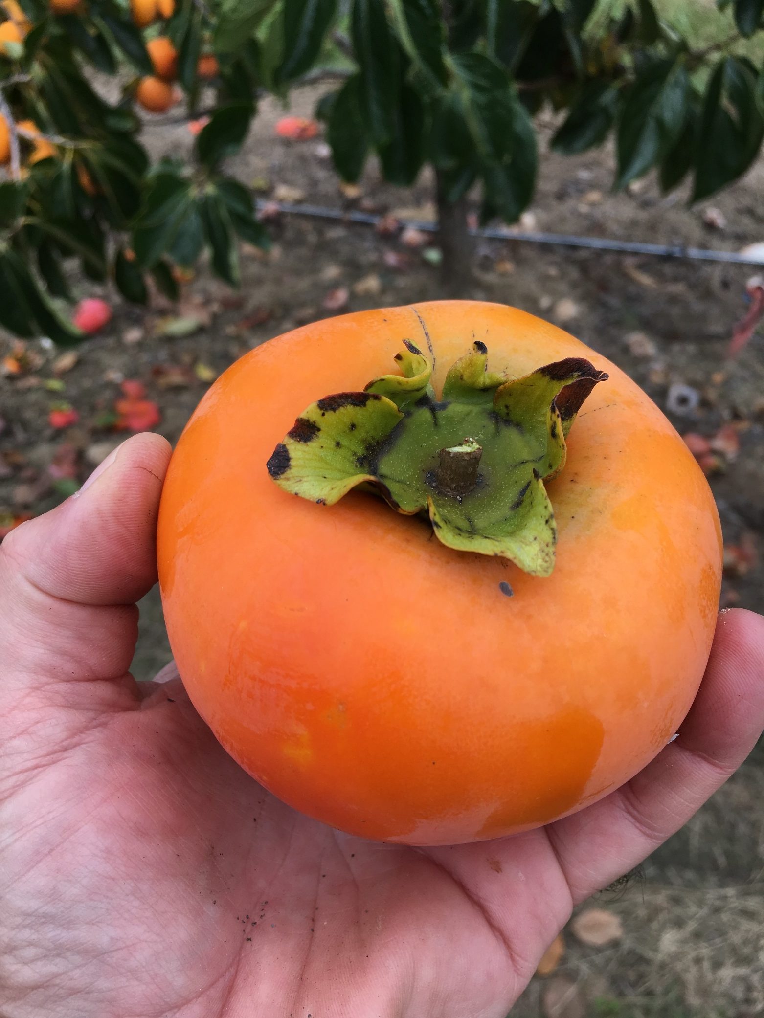 Detail Persimmon Fruit Images Nomer 55