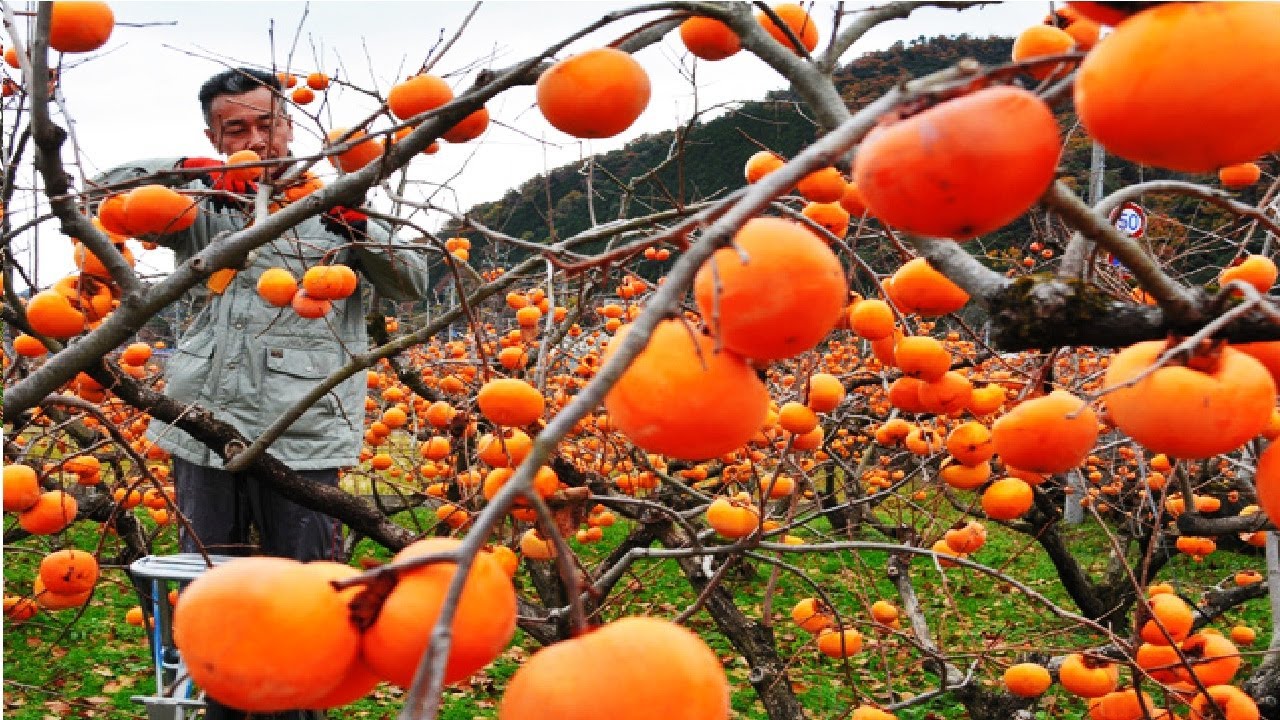 Detail Persimmons Images Nomer 51