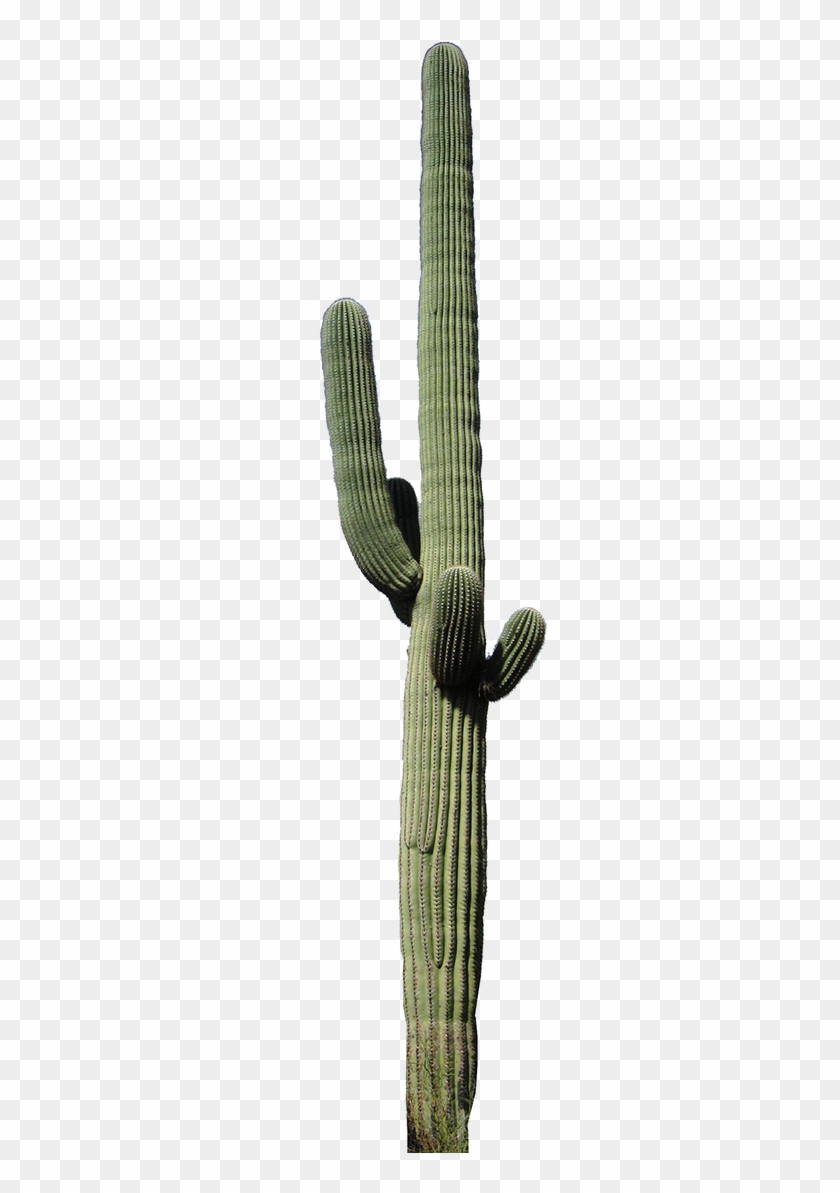 Detail Desert Cactus Png Nomer 4