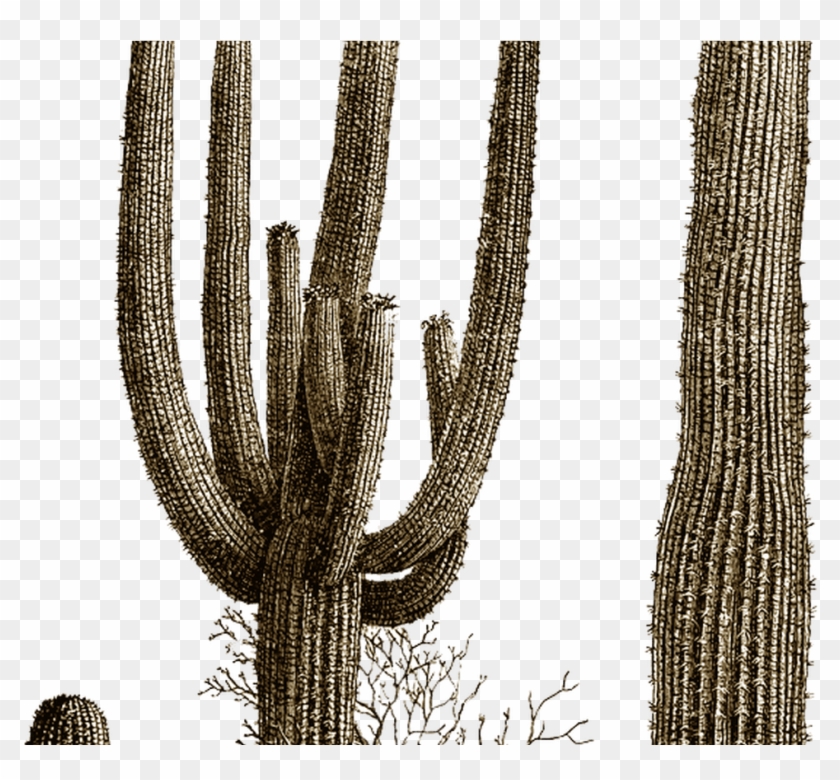 Detail Desert Cactus Png Nomer 5