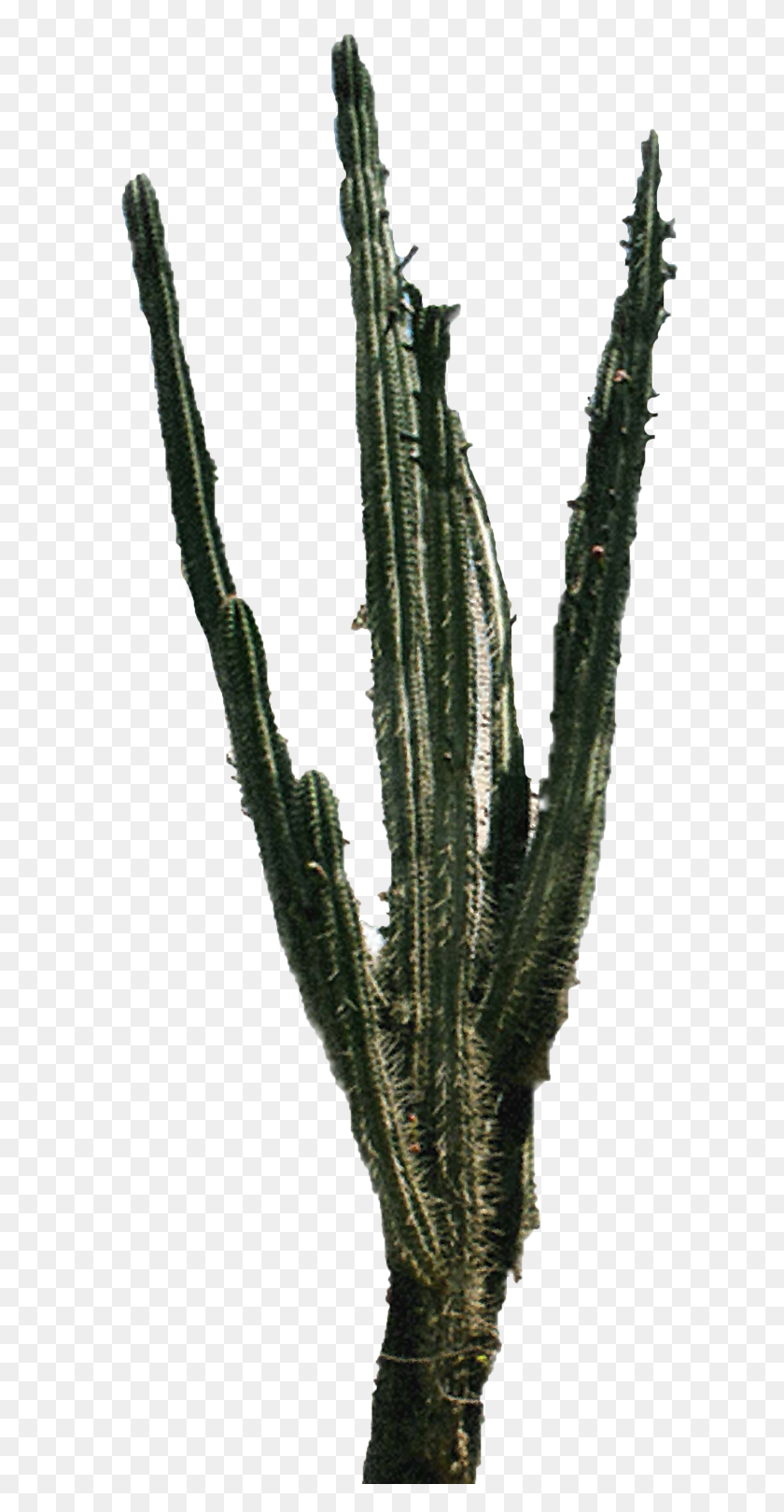 Detail Desert Cactus Png Nomer 38