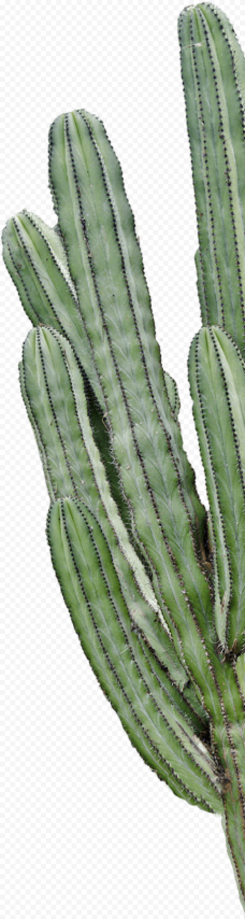 Detail Desert Cactus Png Nomer 39