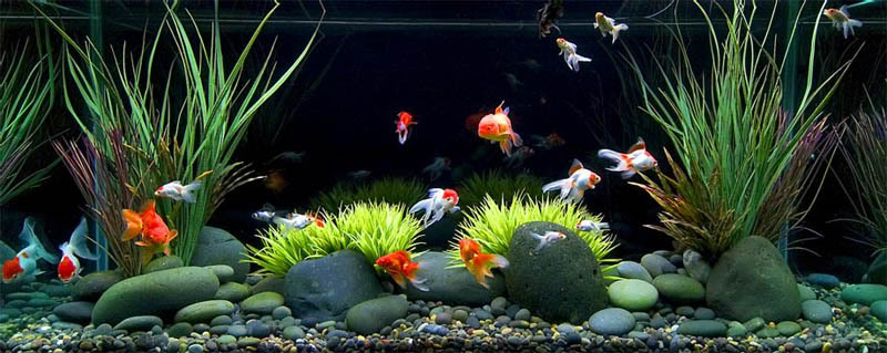 Detail Design Aquarium Air Tawar Nomer 35