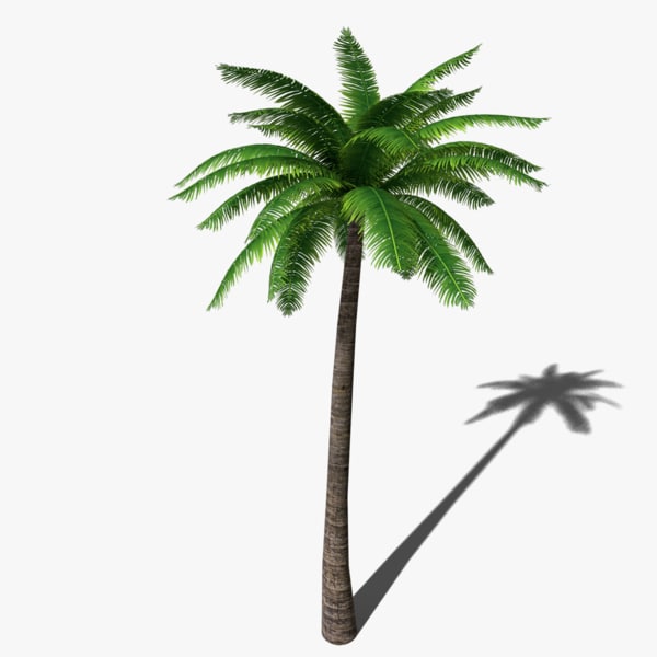 Detail Palm Tree Cinema 4d Nomer 11