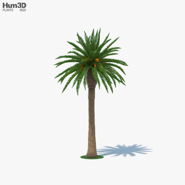 Detail Palm Tree Cinema 4d Nomer 21