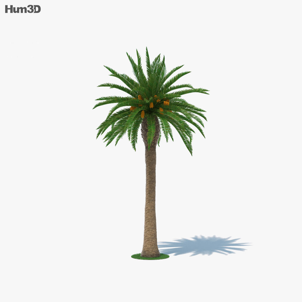 Detail Palm Tree Cinema 4d Nomer 5