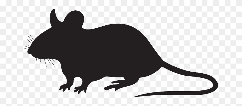 Detail Rat Png Nomer 6