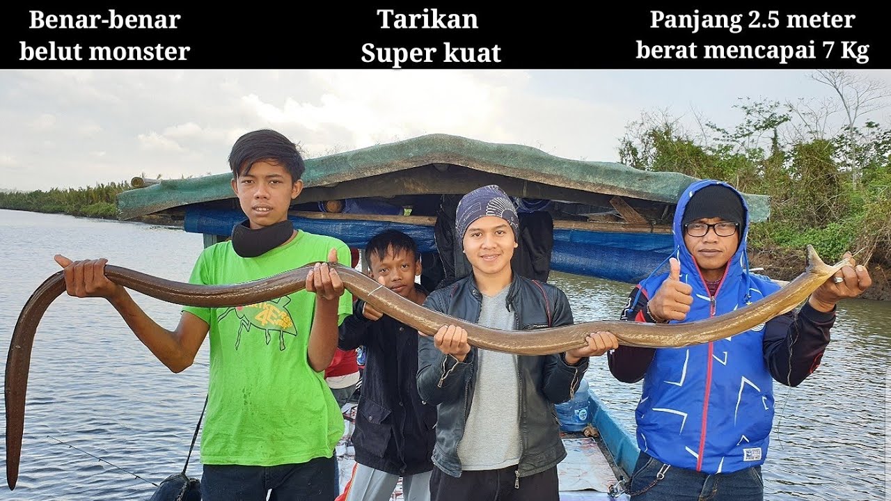 Mancing Belut Laut - KibrisPDR