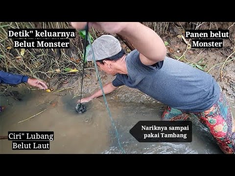 Detail Mancing Belut Laut Nomer 18