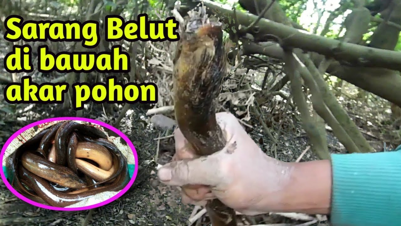 Detail Mancing Belut Laut Nomer 33