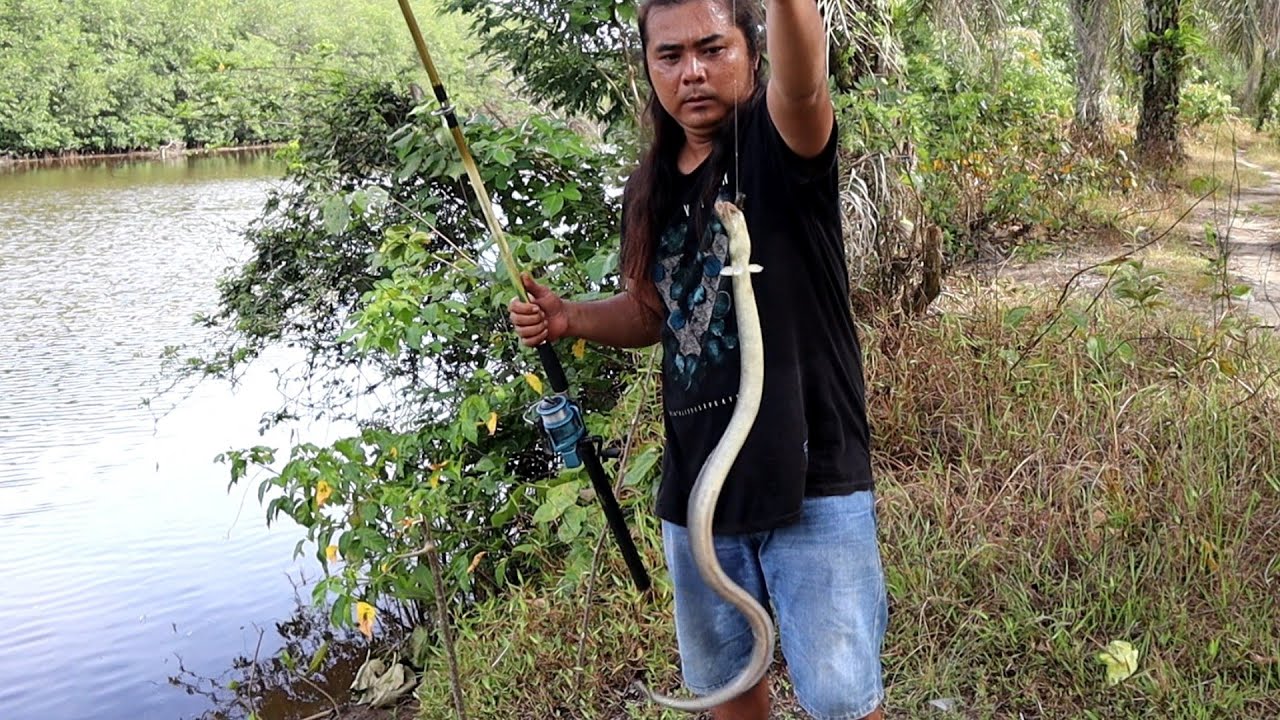 Detail Mancing Belut Laut Nomer 36