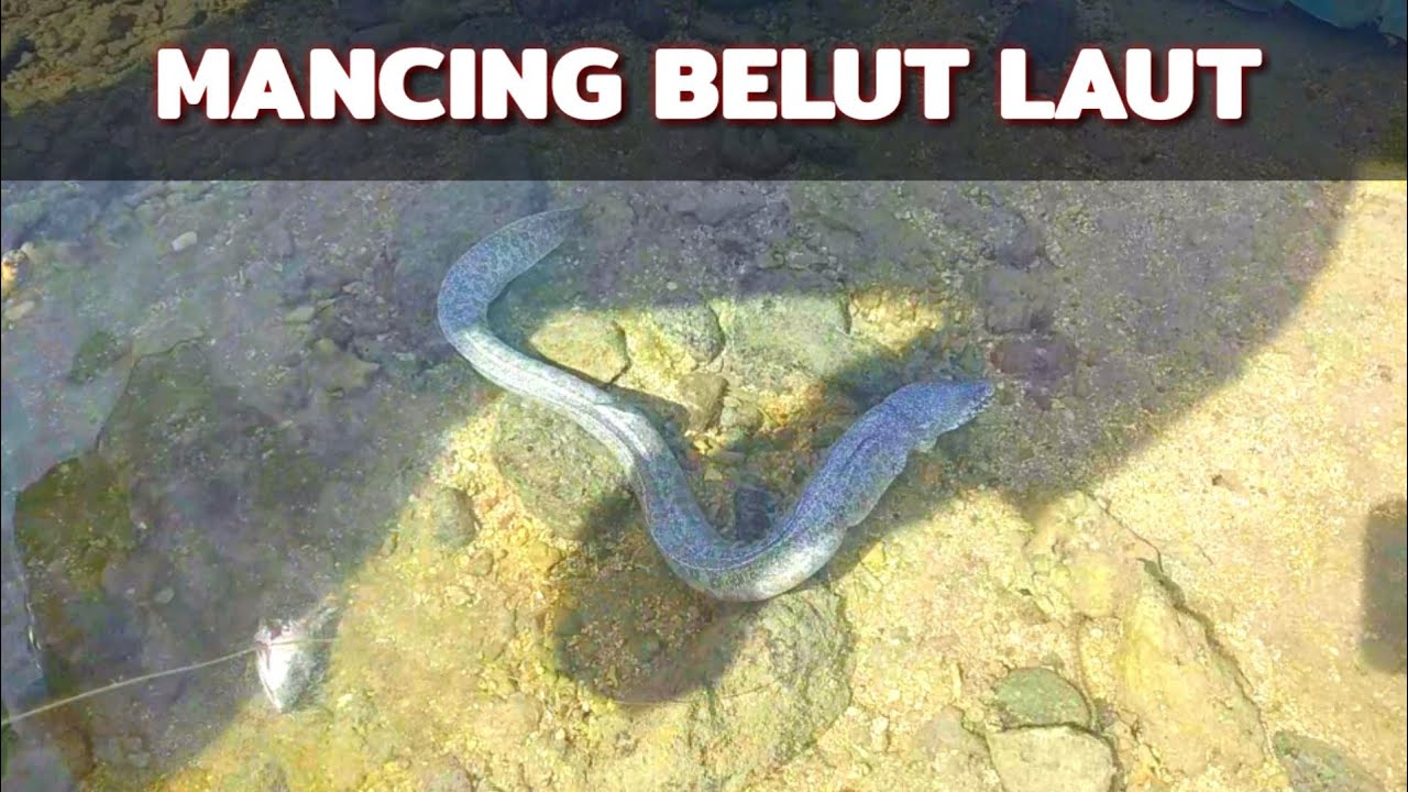 Detail Mancing Belut Laut Nomer 5