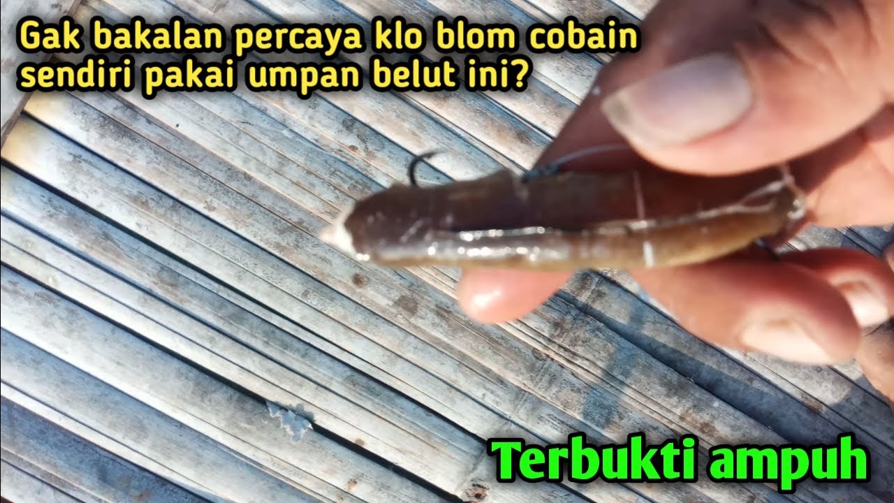 Detail Mancing Belut Laut Nomer 9