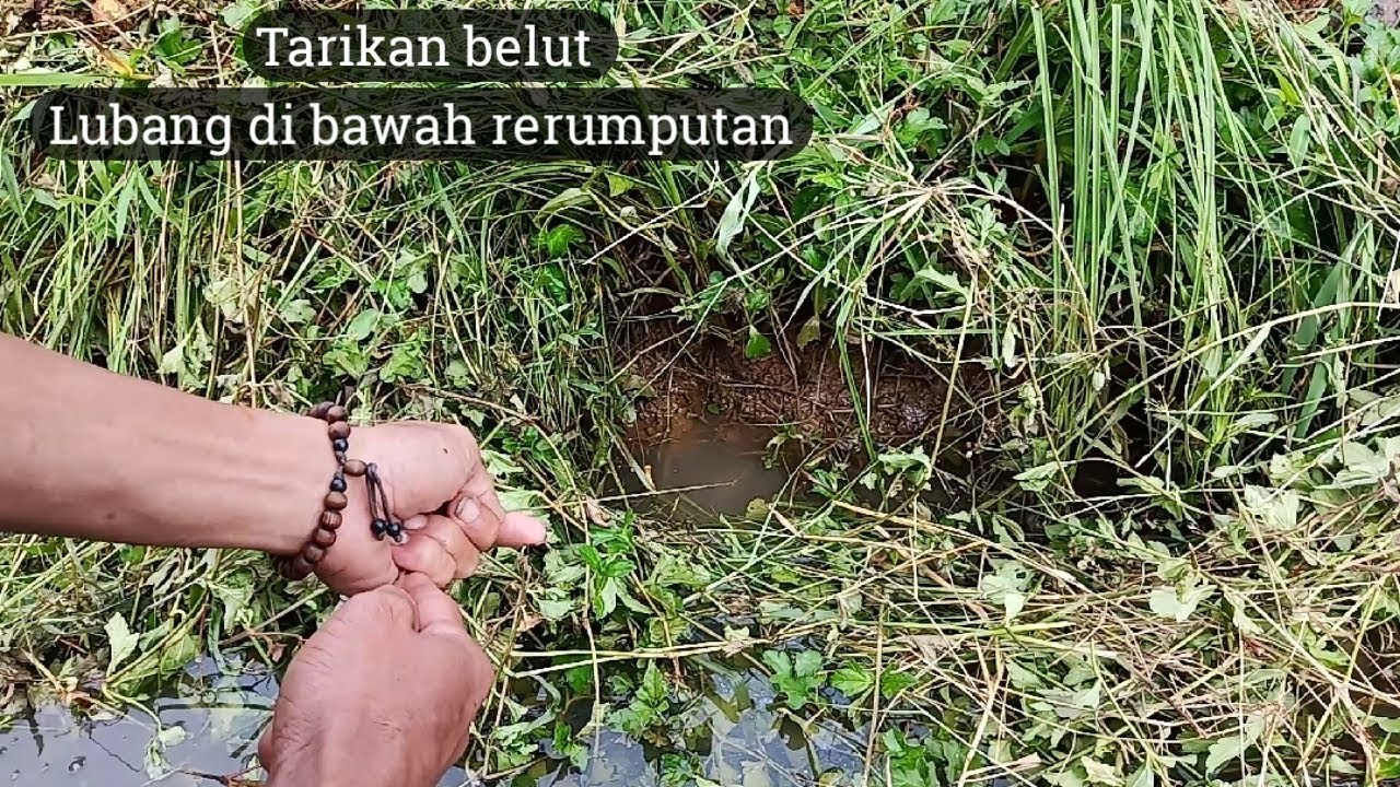 Mancing Belut Liar - KibrisPDR