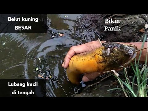 Detail Mancing Belut Liar Nomer 9