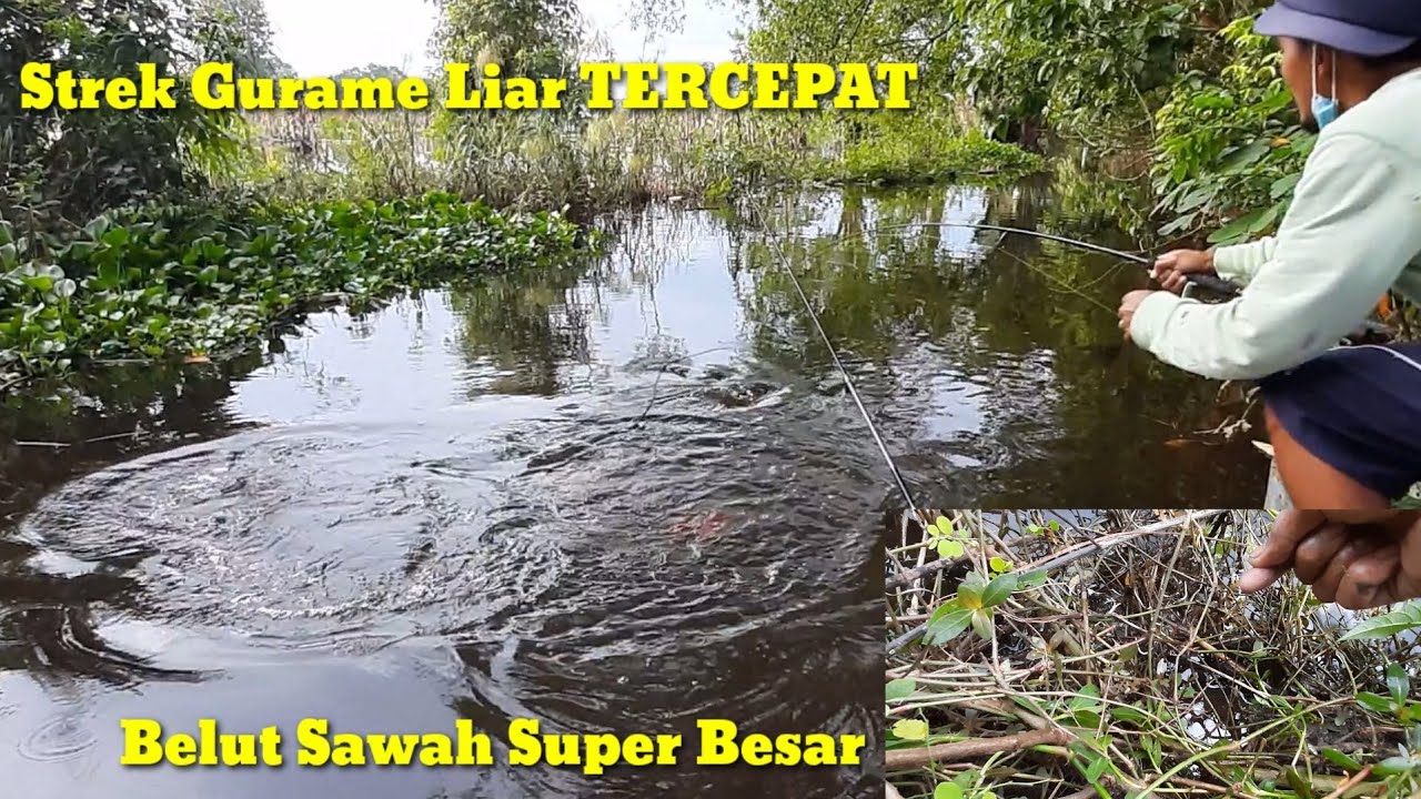 Detail Mancing Belut Liar Nomer 17