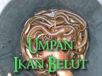 Detail Mancing Belut Liar Nomer 26