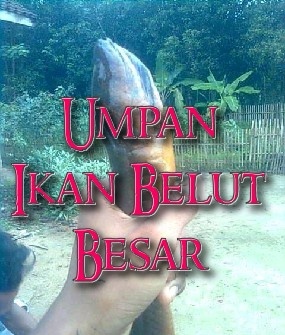 Detail Mancing Belut Liar Nomer 33