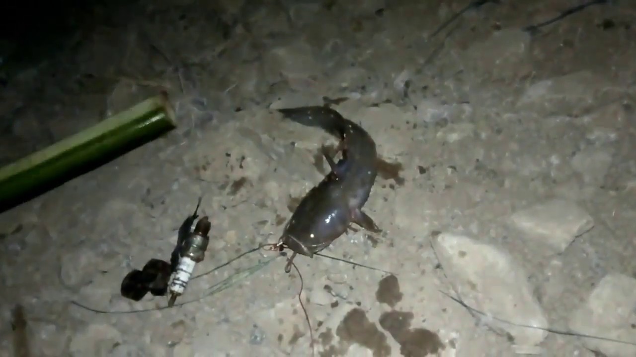 Detail Mancing Di Malam Hari Nomer 21