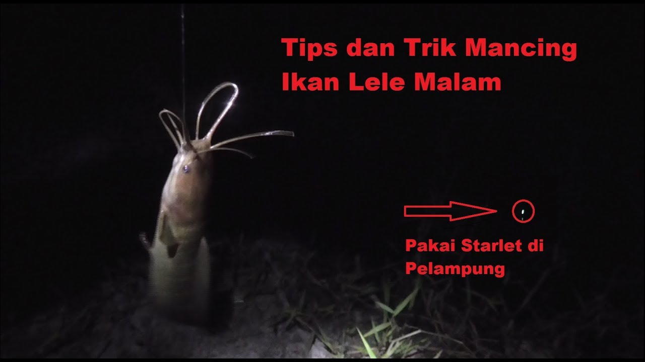 Detail Mancing Di Malam Hari Nomer 28