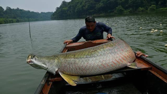 Detail Mancing Di Sungai Besar Nomer 55