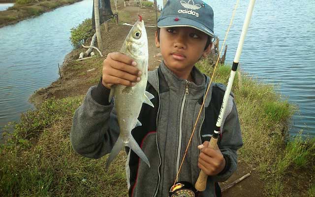 Mancing Ikan Bandeng - KibrisPDR