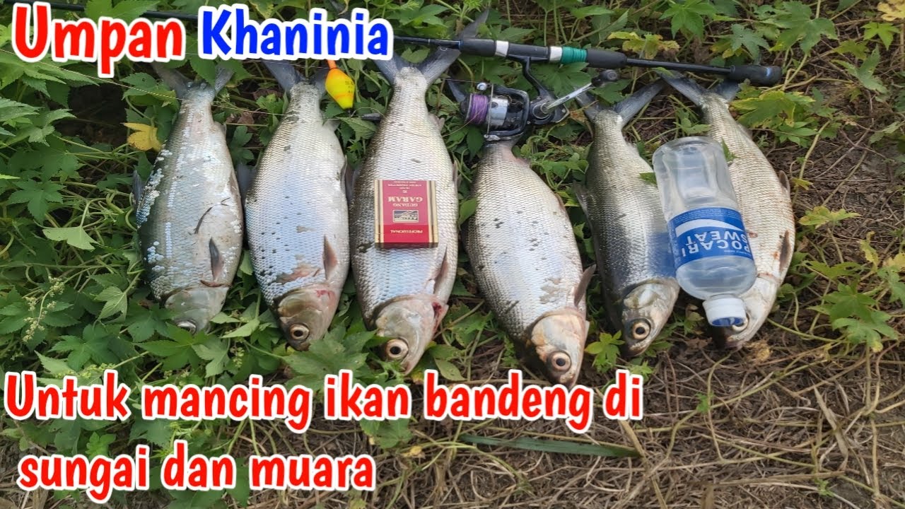 Detail Mancing Ikan Bandeng Nomer 8