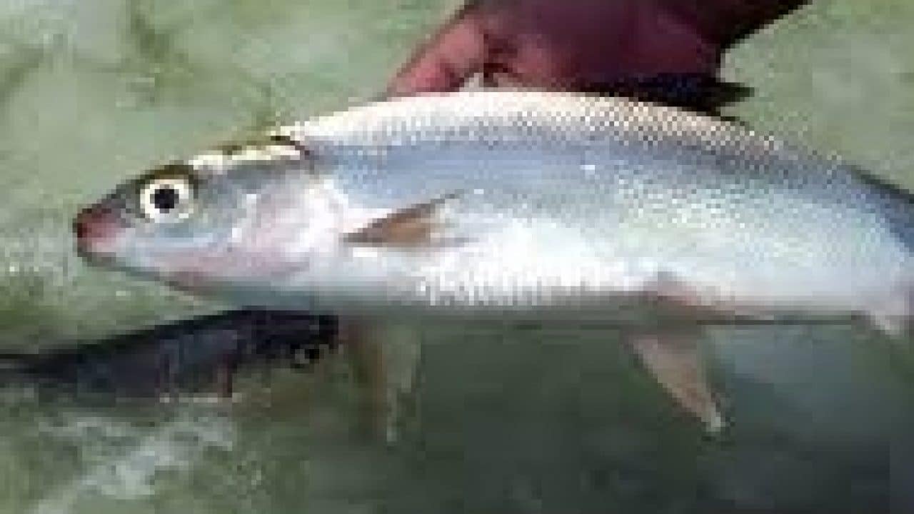 Detail Mancing Ikan Bandeng Nomer 9