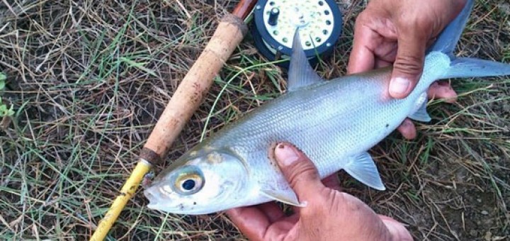 Detail Mancing Ikan Bandeng Nomer 10