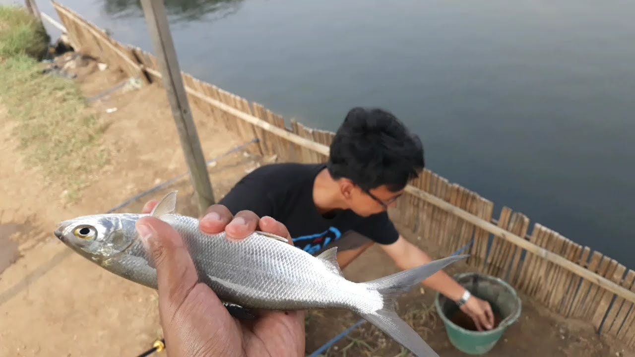 Detail Mancing Ikan Bandeng Nomer 12