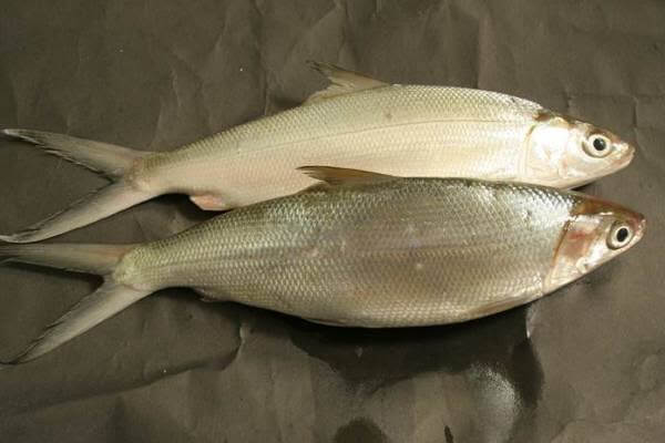 Detail Mancing Ikan Bandeng Nomer 14