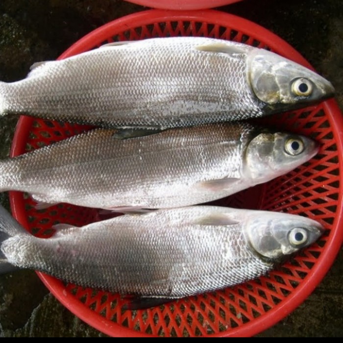 Detail Mancing Ikan Bandeng Nomer 15