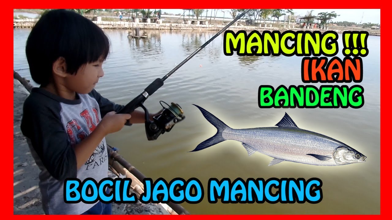 Detail Mancing Ikan Bandeng Nomer 16