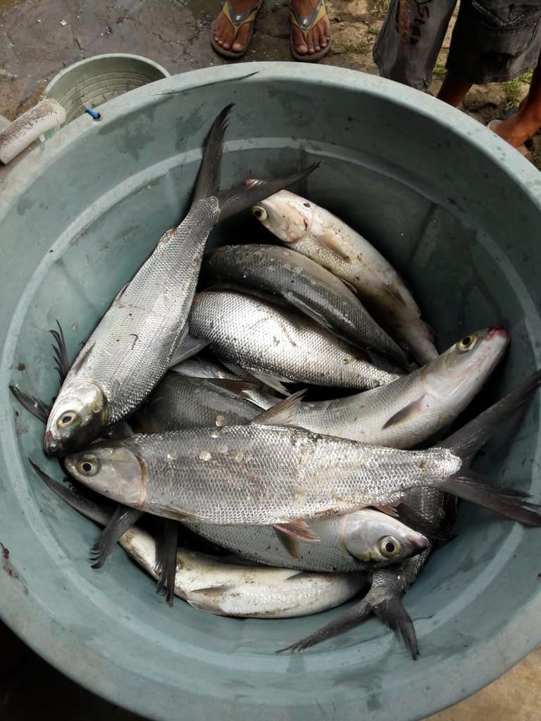 Detail Mancing Ikan Bandeng Nomer 19